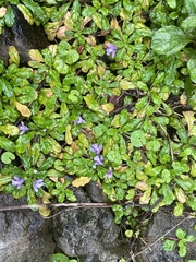 Ajuga pygmaea