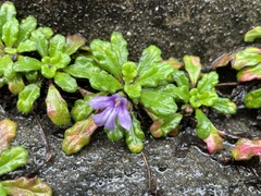 Ajuga pygmaea
