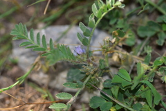 Astragalus sesameus