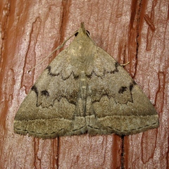 Zanclognatha dentata