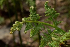 Pteridium aquilinum aquilinum