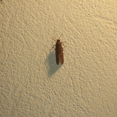 Virbia medarda