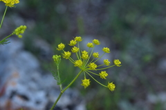 Chaerophyllum coloratum