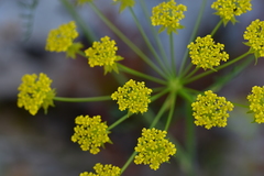 Chaerophyllum coloratum