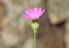 Silene cretica