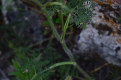 Chaerophyllum coloratum