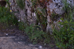 Chaerophyllum coloratum