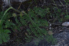 Chaerophyllum coloratum