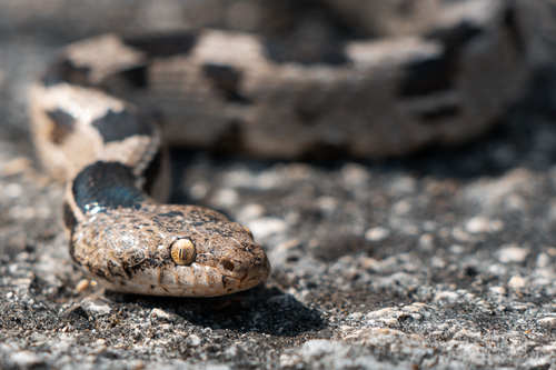 European Catsnake, Telescopus fallax