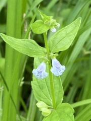Scutellaria nervosa