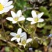 Saxifraga carpetana graeca - Photo (c) Σάββας Ζαφειρίου (Savvas Zafeiriou), some rights reserved (CC BY-NC), uploaded by Σάββας Ζαφειρίου (Savvas Zafeiriou)