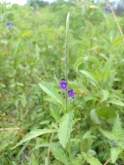 Stachytarpheta lythrophylla