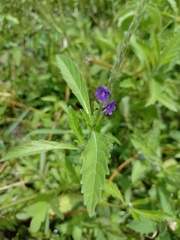 Stachytarpheta lythrophylla