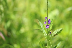 Stachytarpheta lythrophylla