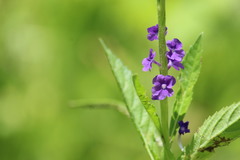 Stachytarpheta lythrophylla