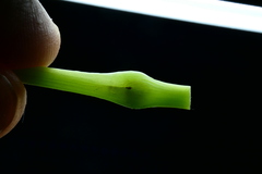 Ampeloglypter ampelopsis