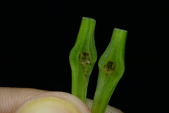 Ampeloglypter ampelopsis