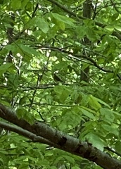 Hylocichla mustelina