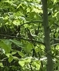 Hylocichla mustelina