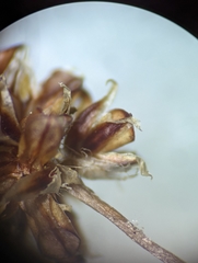 Luzula multiflora multiflora