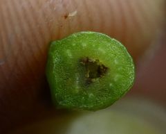 Ampeloglypter ampelopsis