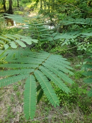 Albizia julibrissin julibrissin