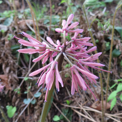 Heloniopsis orientalis