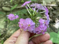 Phlox carolina