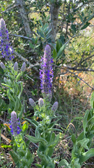 Nepeta tuberosa