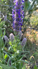 Nepeta tuberosa