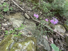 Phlox carolina