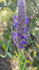Nepeta tuberosa