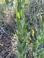 Nepeta tuberosa