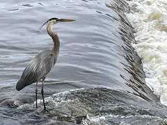 Ardea herodias
