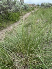Festuca campestris