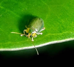 Hemipyxis semiviridis