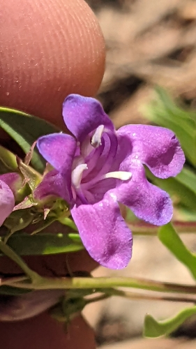Image of Leonard's Beardtongue (Penstemon leonardii) by (c) Darrin Gobble, some rights reserved (CC BY)