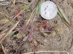 Chorizanthe cuspidata