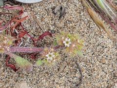 Chorizanthe cuspidata