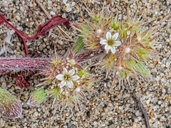 Chorizanthe cuspidata