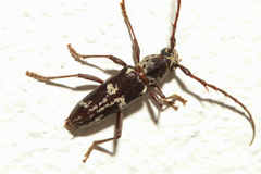 Elaphidion irroratum