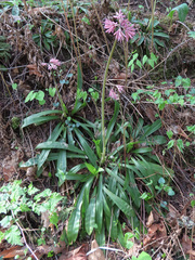 Heloniopsis orientalis