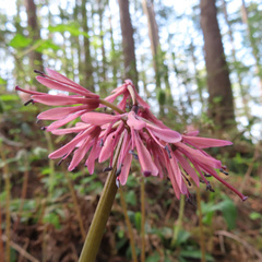 Heloniopsis orientalis