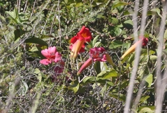 Amphilophium buccinatorium