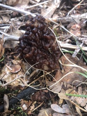 Gyromitra