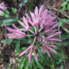 Heloniopsis orientalis