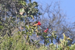 Amphilophium buccinatorium