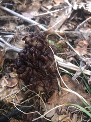 Gyromitra