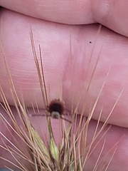 Dermacentor occidentalis