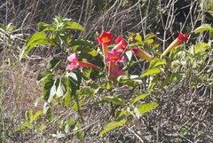 Amphilophium buccinatorium